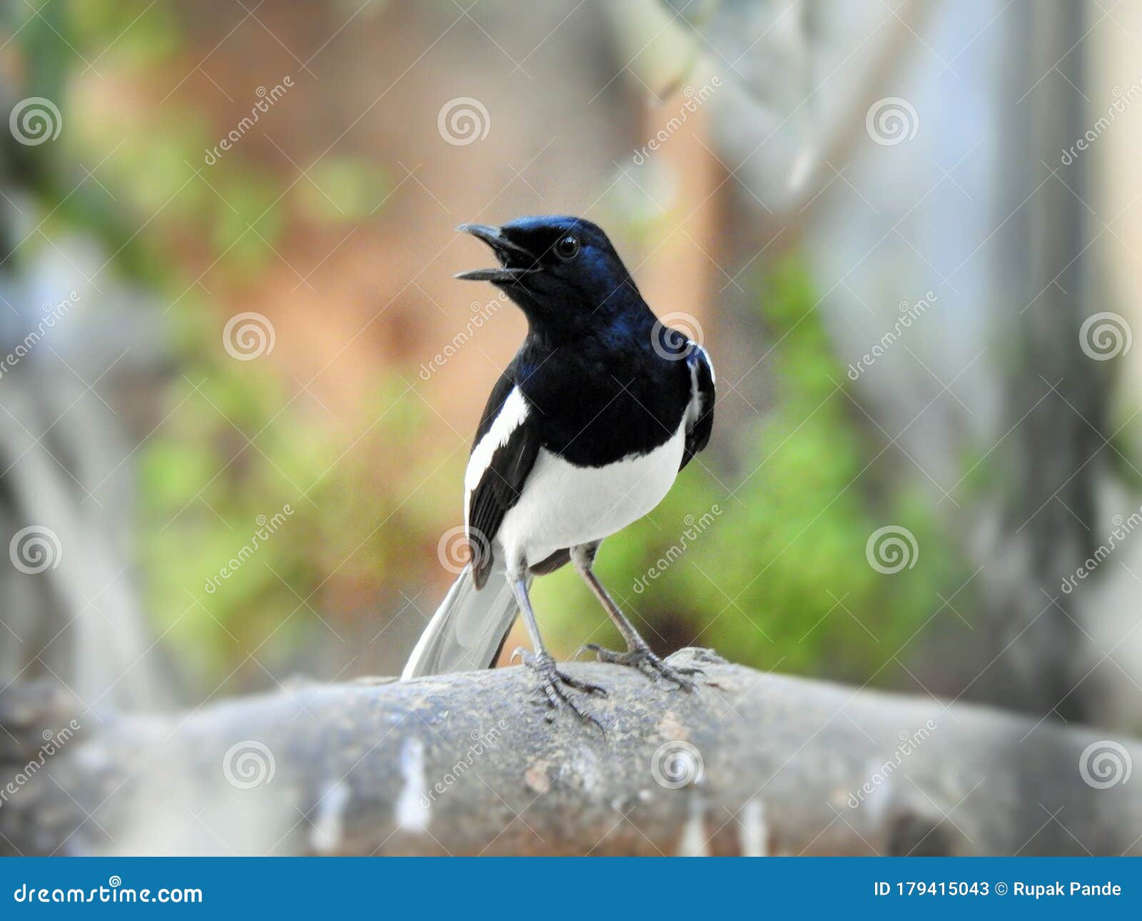 El encanto del pájaro blanco y negro belleza y distinción