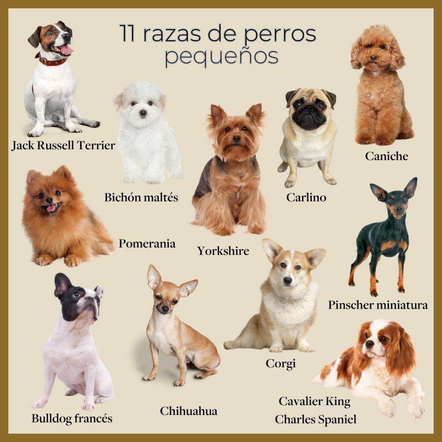El encanto del perro pequeño gris mascota adorable y versátil