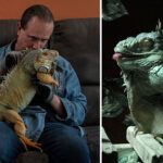 El pájaro dentista Una inusual asociación animales en consulta