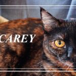 El significado de las gatas Carey una mirada concisa