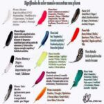 El significado de las plumas y sus colores