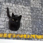 El Significado de un Gato Desconocido en Casa