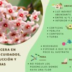 El significado espiritual de la flor de cera