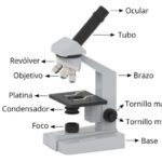El tornillo micrométrico pieza clave en el microscopio
