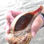 Explorando el caracol gigante marino maravillas submarinas
