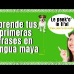 Explorando Frases en Lenguaje Maya Mirada Concisa y Optimizada