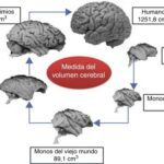 Filogenia del Cerebro Humano Análisis Optimizado