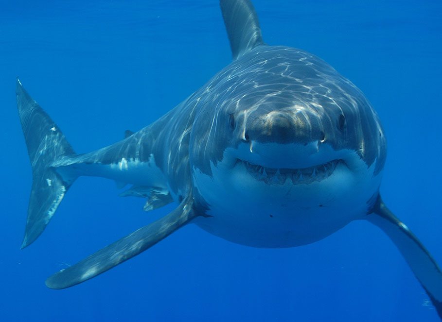 Fobia a los tiburones ¿Cómo se llama?