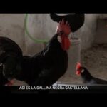 Gallina Castellana Roja Joya de la Avicultura