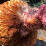 Gallinas sin plumas Causas y soluciones