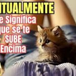 La conexión espiritual ¿Qué significa cuando un gato se sube?