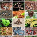 La diversidad de serpientes de colores