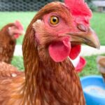 La gallina ponedora perfecta la mejor opción para ti