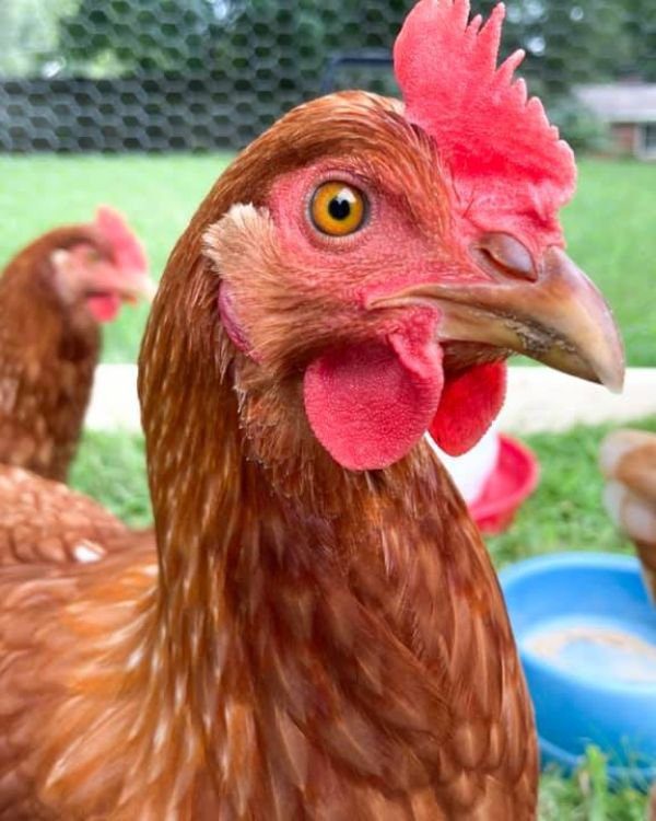 La gallina ponedora perfecta la mejor opción para ti