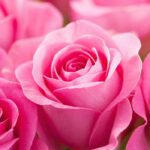 La Rosa Rosada Belleza en Tonos Rosas