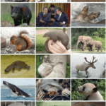 Mamíferos con s diversidad y características de estas especies