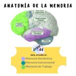 Memoria semántica Causas síntomas y tratamiento