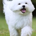 Mensaje de pureza y alegría Soñar con perritos blancos