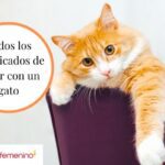 Número de la suerte al soñar con gatos