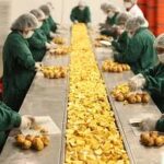 Optimización de la conducta del productor en la economía