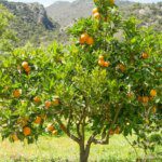 Origen de las naranjas pequeñas ¿Por qué se desprenden?