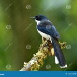 Pájaro Blanco y Negro de Cola Larga Belleza Contrastante
