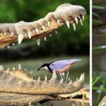 Pájaro limpiador la relación simbiótica con el cocodrilo