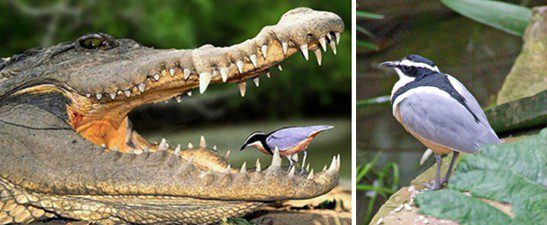 Pájaro limpiador la relación simbiótica con el cocodrilo