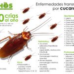 Peligros noc cucarachas Lo que debes saber
