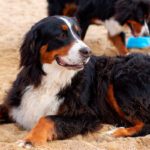 Perros blancos y marrones Belleza en dos colores