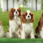 Perros pequeños gratis Encuentra tu compañero ideal