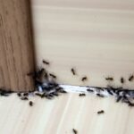 Plaga de hormigas en casa causas y soluciones