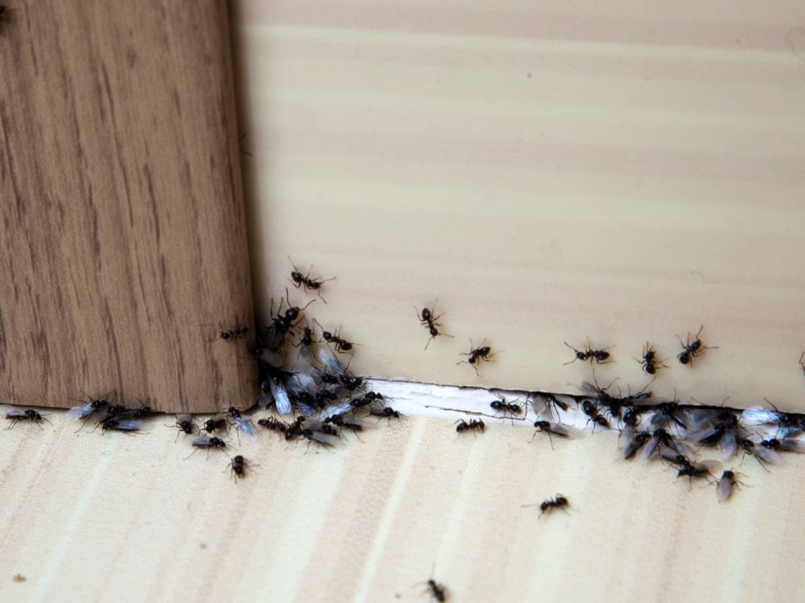 Plaga de hormigas en casa causas y soluciones