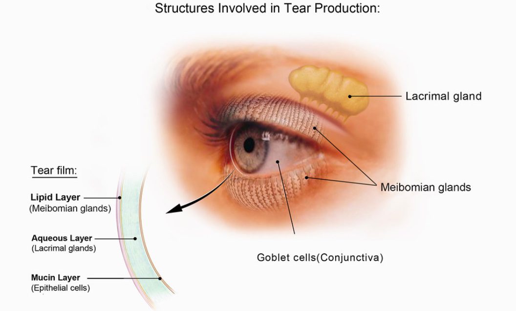 Por qué arden los ojos al llorar Explicación breve