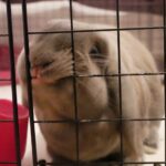 Posibles razones por las cuales mi conejo muerde la jaula