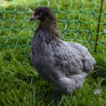 Precio de huevos verdes de gallina misterio y aventura
