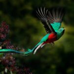 Quetzal El ave mística de América Central