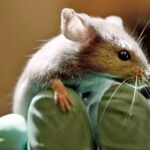 Ratas suicidas un llamado a escuchar y comprender