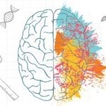 Secretos del hemisferio derecho e izquierdo del cerebro