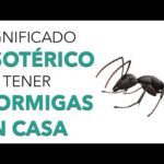 Significado de las Hormigas en el Baño Revelaciones sobre tu Hogar
