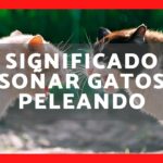 Significado de soñar con dos gatos peleando