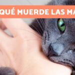 Significado de soñar con gato mordiendo la mano
