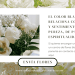 Significado de una rosa blanca pureza y paz