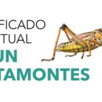 Significado del saltamontes marrón en el hogar