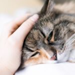 Significado del sueño gatitos enfermos