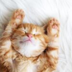 Significado y simbolismo de soñar con gatos callejeros