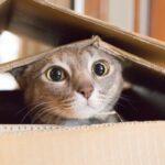 Soñar con gatos muertos significado y simbolismo