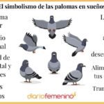Sueños con palomas significado y simbolismo