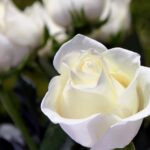 Sueños con rosas blancas significado y simbolismo