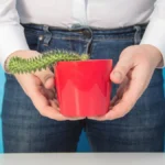 Superar disfunción eréctil psicológica Estrategias efectivas